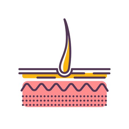 Structure of the skin line color icon. Hair anatomy and hair follicle.のイラスト素材