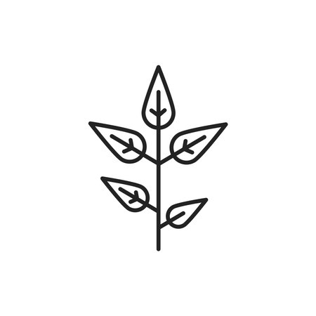 Matcha plant color line icon. Pictogram for web page, mobile app, promo.のイラスト素材