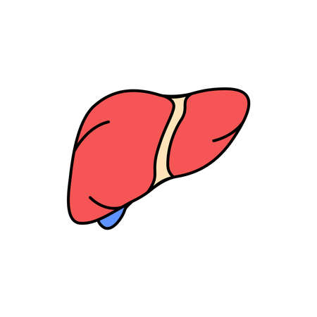 Human organ liver color line icon. Pictogram for web page, mobile app, promo. UI UX GUI design element. Editable stroke.のイラスト素材