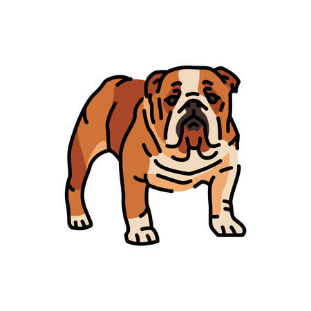 English bulldog color line icon. Dog breed. Pictogram for web page, mobile app, promo.のイラスト素材