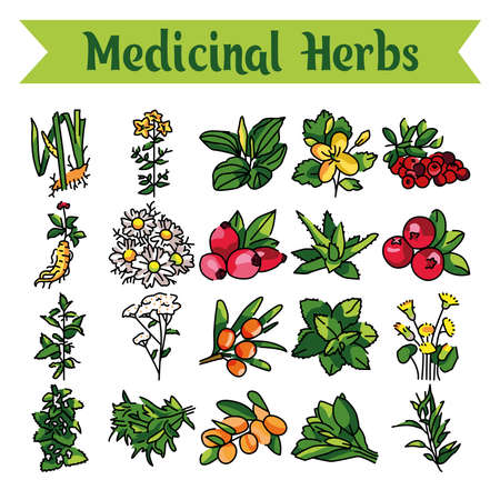 Medicinal herbs and plants line icons set. Isolated vector element. Outline pictograms for web page, mobile app, promo. Editable stroke.のイラスト素材