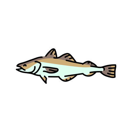 Pollock color line illustration. Ocean fishes.
