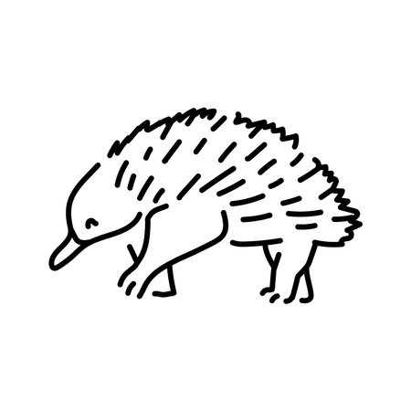Australian echidna color line illustration. Animals of Australia.のイラスト素材