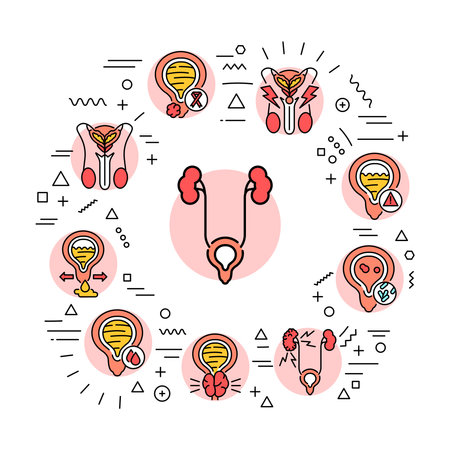 Urology web banner. Infographics with linear icons on white background. Creative idea concept.のイラスト素材