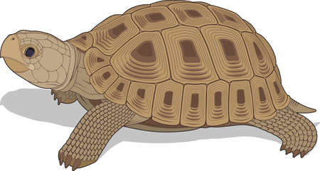 Illustration steppe turtleのイラスト素材