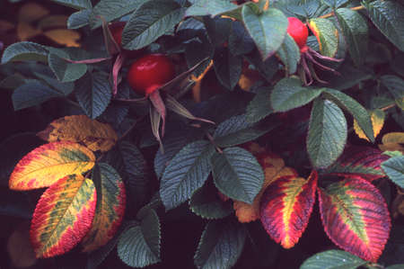 Fruits and leaves of wild rose.の写真素材