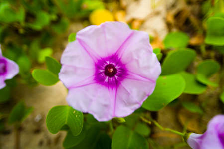 Flower with a pattern in the shape of a star. Close-up.