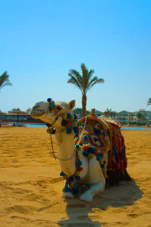Egyptian camel lies on the yellow sand against the backdrop of palm trees.のeditorial素材