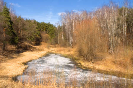 Spring forest landscape of Central Russia. Moscow.の写真素材