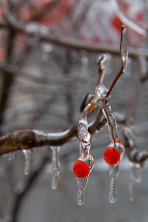 Red berries in beautiful ice drops. After the icy rain. Russia.の写真素材