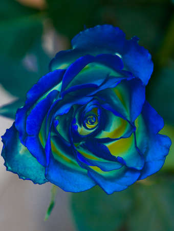 Beautiful rose with petals of unusual blue-yellow color.の写真素材