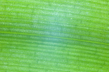 Texture. Closeup of a green leaf of a tropical plant with longitudinal lines.の写真素材