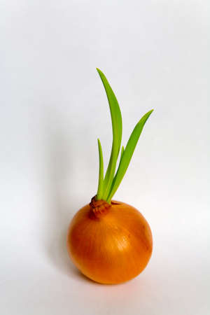 Onions with beautiful green sprouts on a white background. Minimalism.の写真素材