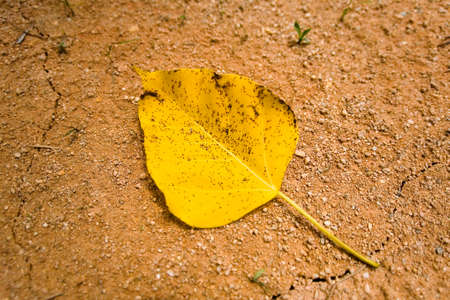 Drought. Yellow leaf with black specks lies on dry ground.