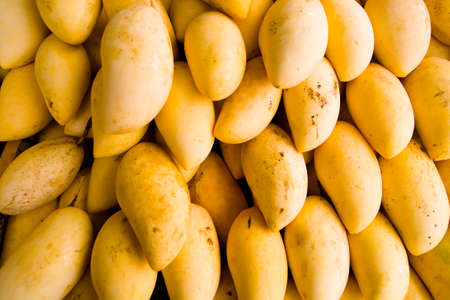 Exotic tropical fruits. Many fruits of yellow delicious mangoes.の写真素材