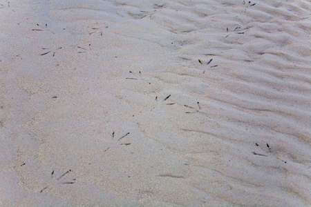 Traces of herons in the sand of the Patong coast. Thailand.の写真素材
