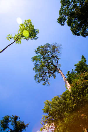 Look at the exotic trees from below. A photo with a sunlight flare.の写真素材
