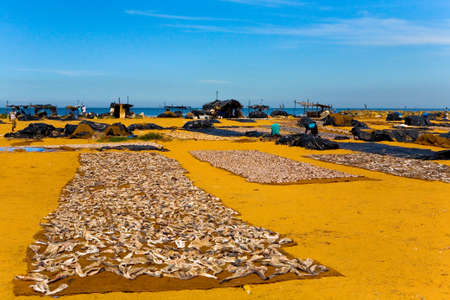 Negombo, Sri Lanka, December 15, 2015: The catch of local fishermen is dried in the sand.のeditorial素材