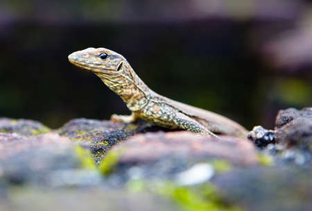 Little lizard cub Varan close-up in the wild. Reptiles.の写真素材
