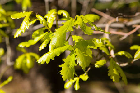 Nature. Young spring leaves on a branch of an oak tree.の写真素材