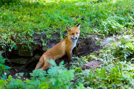A little fluffy red fox came out of hiding. A little fluffy red fox came out of hiding.