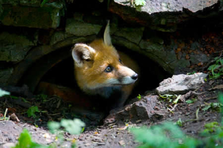 A small, fluffy, redhead fox looks out of hiding.の写真素材