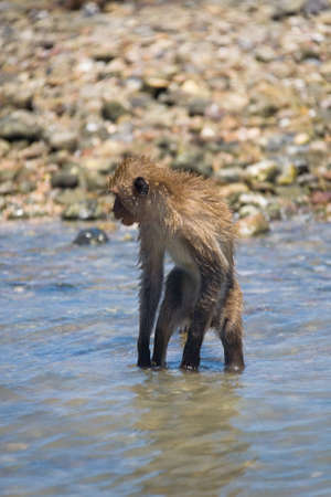 The monkey stands in the water in a funny pose. Wildlife.の写真素材