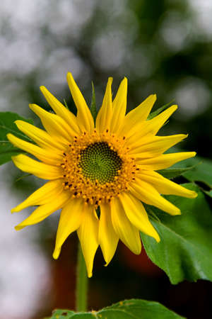 A flower of a sunflower with unripened seeds. Flora.の写真素材
