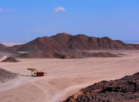 A lonely tree and a building in the desert. Egypt.