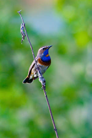 Male Bluethroat (Luscinia svecica) on a branch. Russia.の写真素材