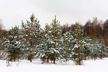 Trees in the Izmailovo park in the winter. Moscow.の写真素材