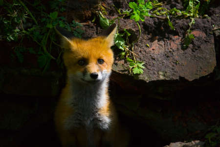 A little fluffy red fox came out of hiding.