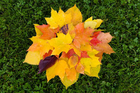 Autumn. Multicolored leaves lie on green grass.