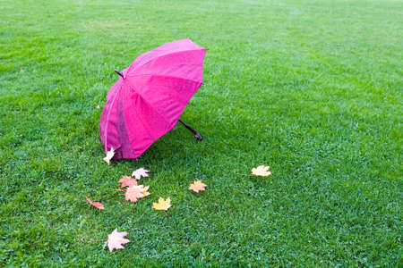 A wet umbrella and fallen leaves lie on the grass. Autumn.の写真素材
