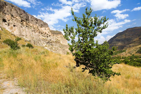 A lonely tree grows against the background of the ancient city of Vardzia. Georgia.の写真素材