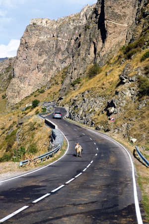 A cow walks along the road behind the car. Georgia.