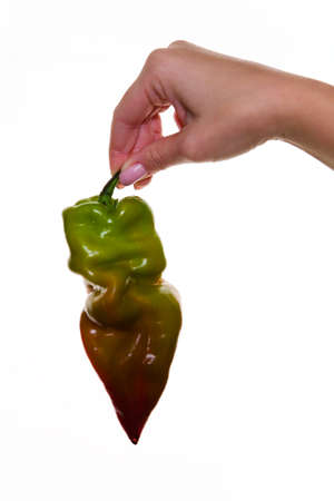 Elegant female hand holds sweet pepper. On a white background.