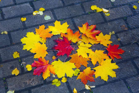 Autumn rain. Fallen maple leaves in a puddle.の写真素材