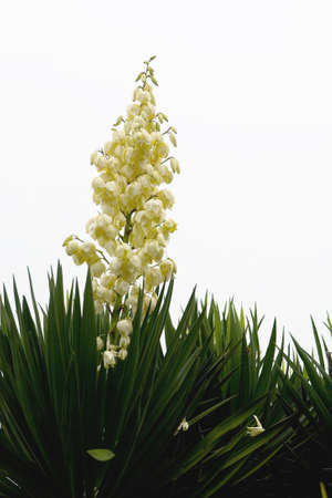 A blossoming palm treeの写真素材