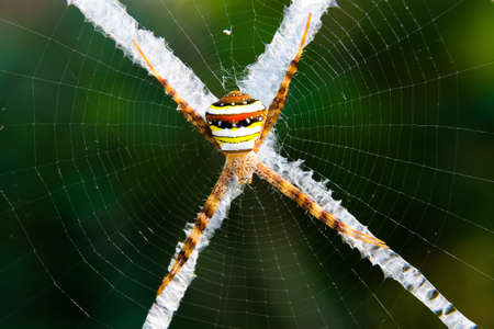The spider sits on a cobweb in anticipation of the victim. Cross.の写真素材