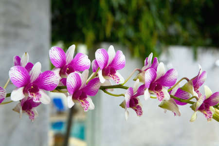 A branch of orchids with flowers. Thailand.の写真素材