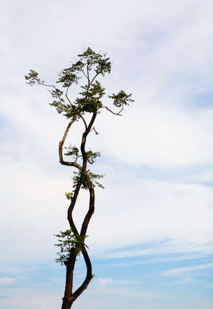 A tree with bizarre bends and the sky in the background. Thailand.の写真素材