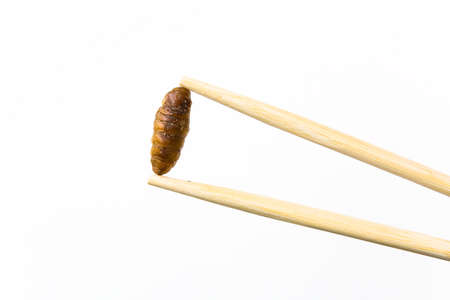 Silkworm fried with soy sauce between Chinese chopsticks. Close-up.の写真素材