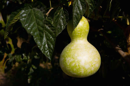 Pumpkin in the form of a pear grows on a branch. Turkey.の写真素材