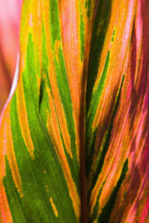 A leaf of a multicolored exotic plant. Thailand.の写真素材