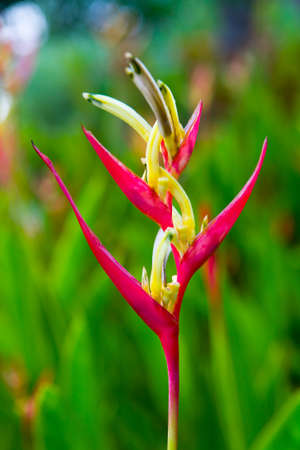 An unusual interesting flower. Exotic nature of Thailand.の写真素材