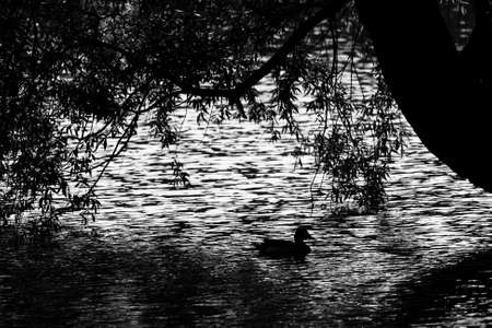 Silhouette of a duck mallard on the water. Black and white.の写真素材