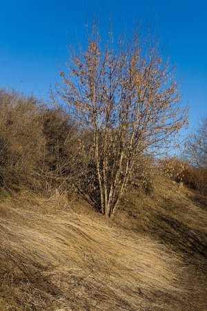 Plants in the park on a spring sunny afternoon. Tree.の写真素材