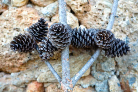 A fragment of a tree branch with cones. Against the background of stones.の写真素材