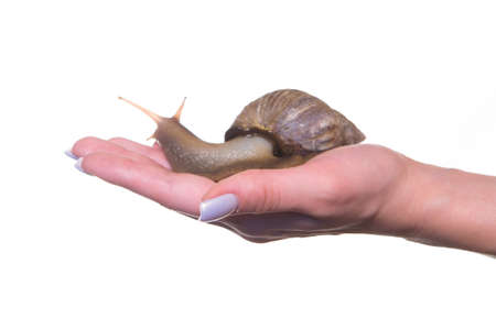 A giant live snail with a shell on a beautiful female palm. On a white background.の写真素材
